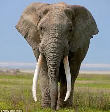 A photo of an elephant